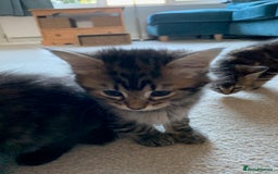 Mixed Breed cats for sale: Kittens for Sale - Image 9