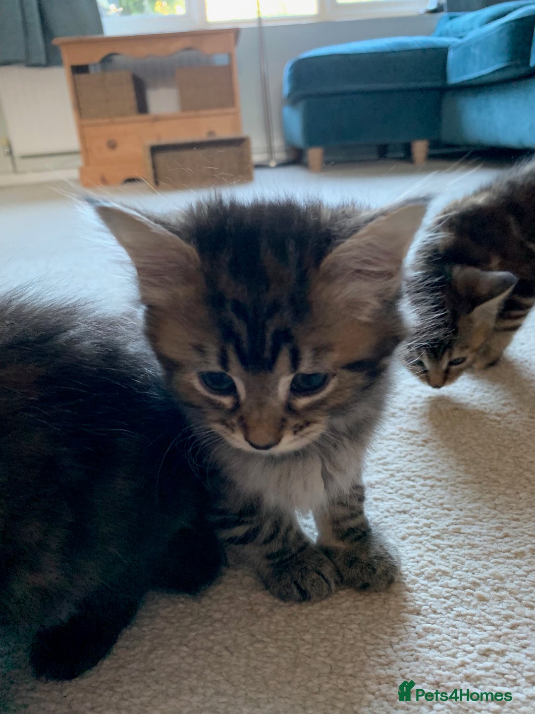 Mixed Breed cats for sale: Kittens for Sale - Image 9