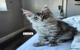 Maine Coon cats for sale: Large pedigree Tica Maine coon kittens READY  - Image 6