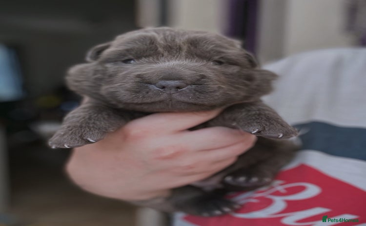 Shar Pei dogs - Advert 1