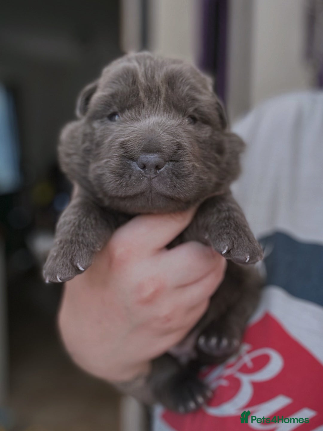 Shar Pei dogs for sale: REDUCED*READYNOW Beautiful bear/brush shar peis  - Image 15