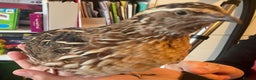 Mixed Breed birds for sale: Male Quail looking for a loving new home - Advert 5