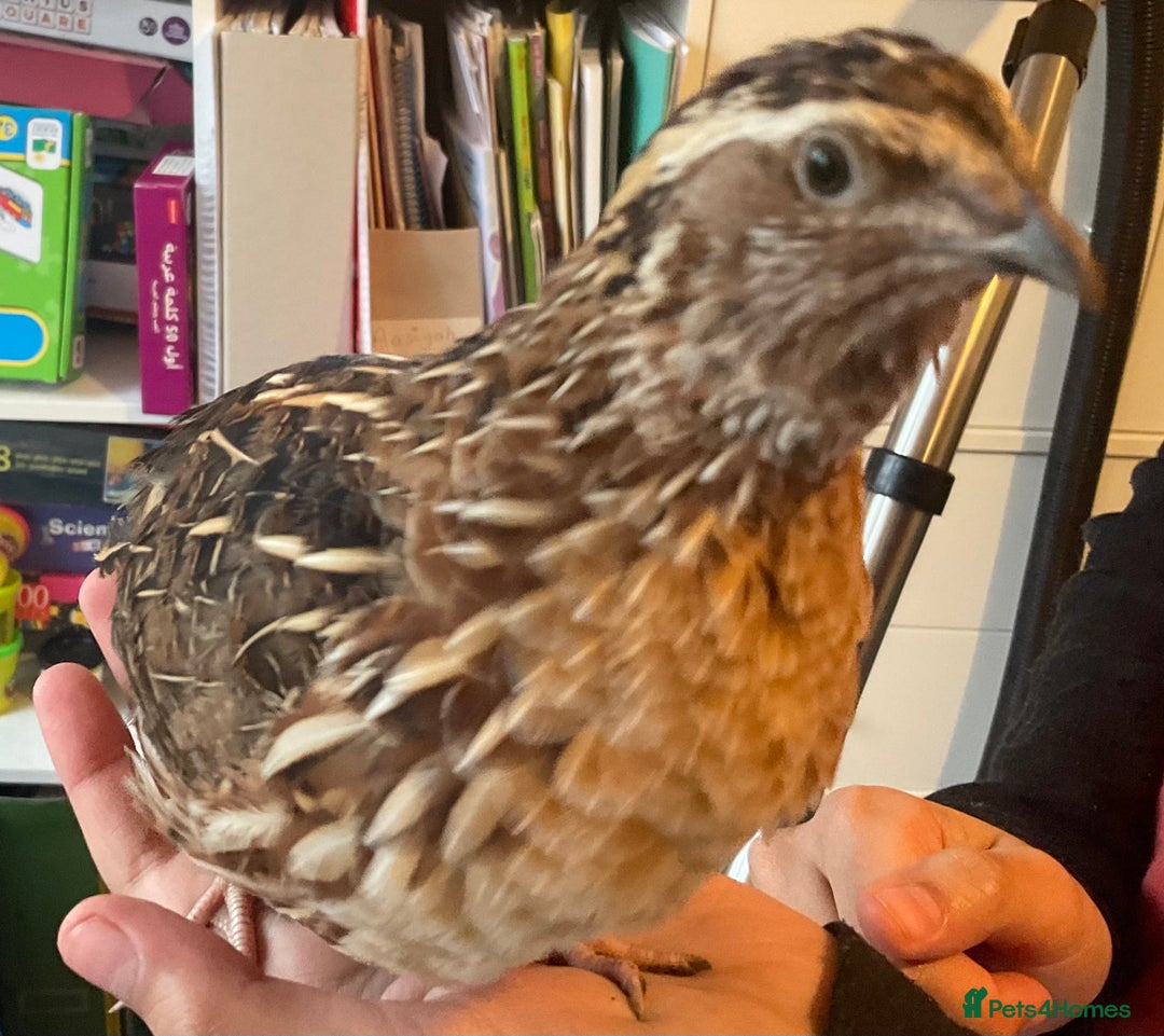 Mixed Breed birds for sale: Male Quail looking for a loving new home - Advert 5