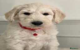 Goldendoodle dogs for sale: Stunning Goldendoodle puppies - Image 18