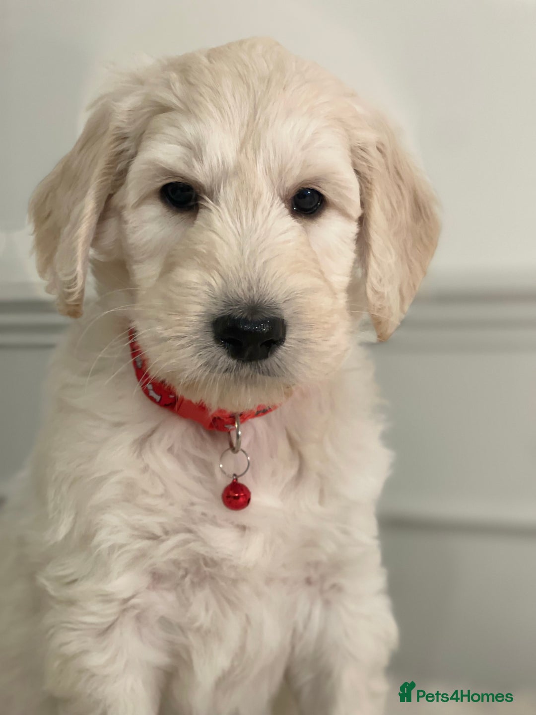 Goldendoodle dogs for sale: Stunning Goldendoodle puppies - Image 18