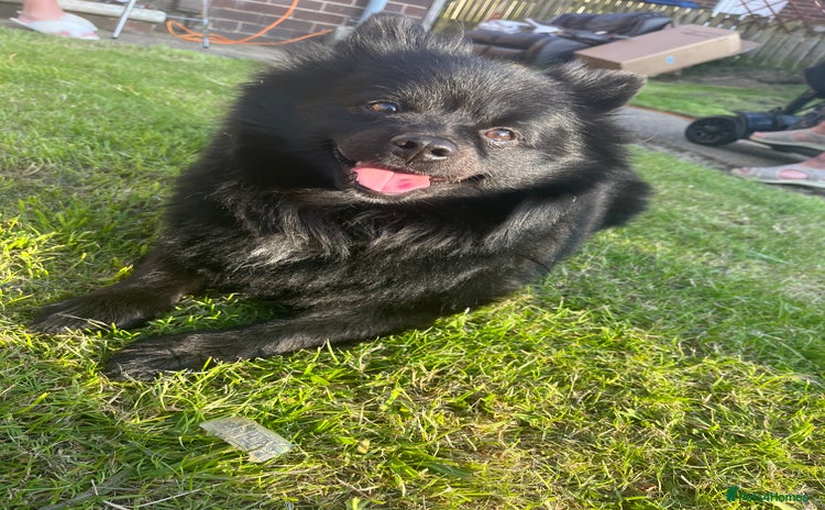Pomeranian dogs - Advert 5