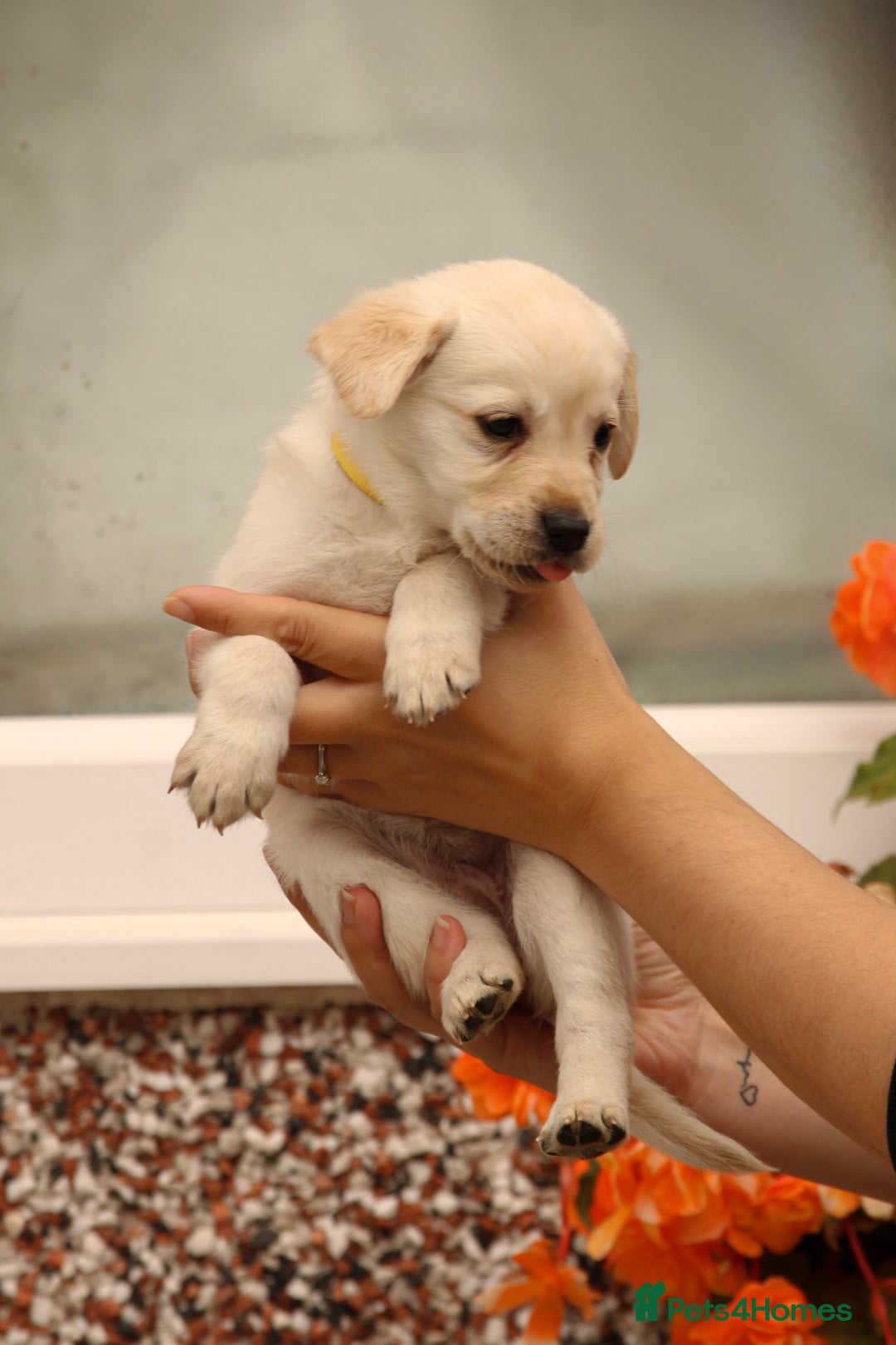 Labrador Retriever dogs for sale: Beautiful labrador puppies for sale - Image 27