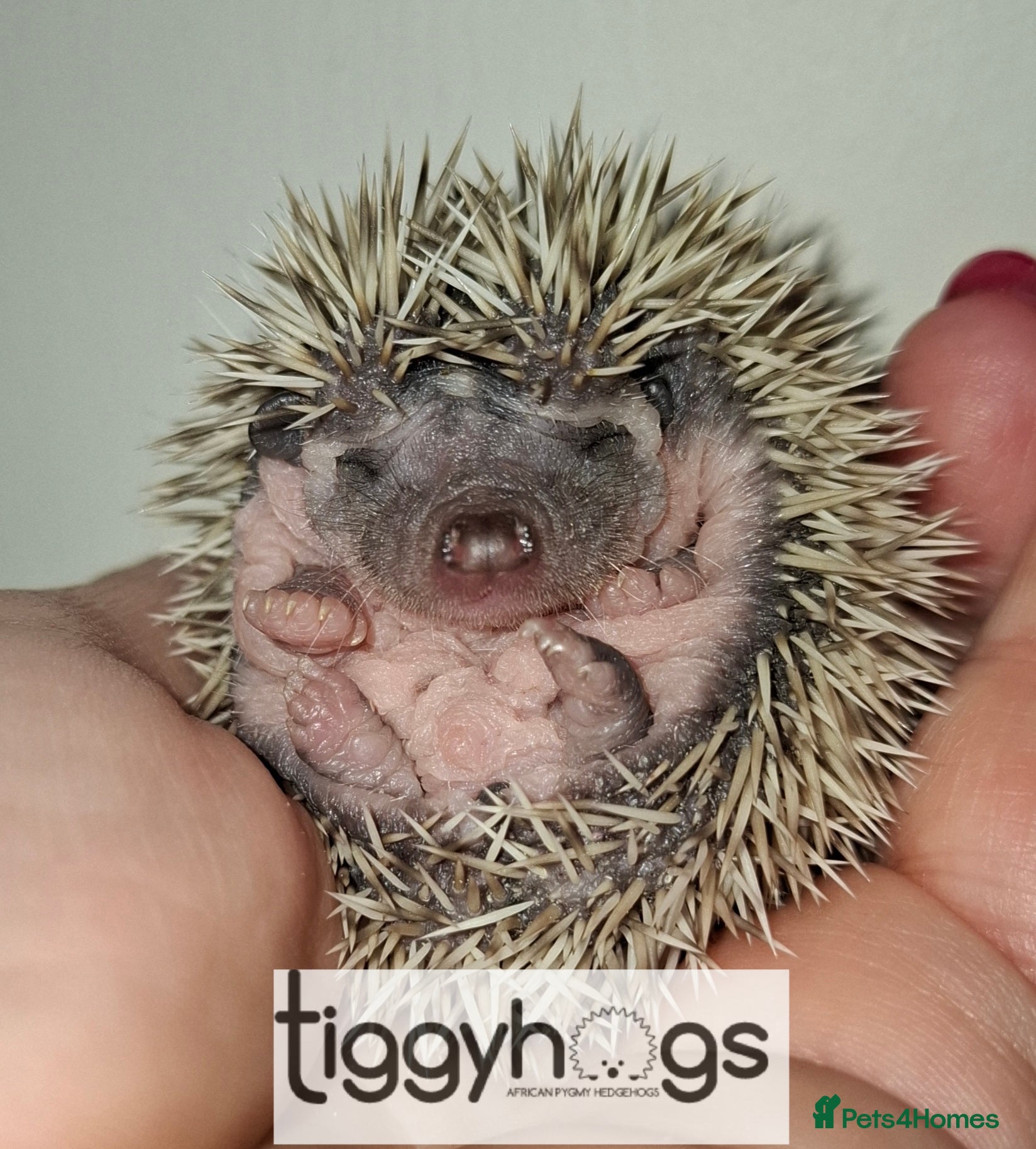 Pygmy Hedgehog rodents 1 handsome Males and 1 female available  - Advert 1