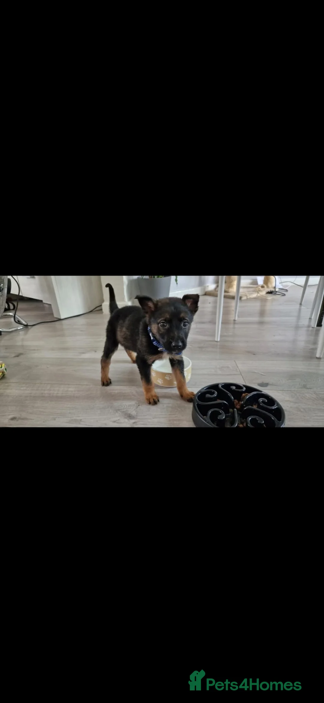 Mixed Breed dogs for stud: Ghost 3yr old gsd/Mali  in Liverpool - Advert 2