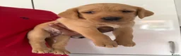 Labrador Retriever dogs for sale: Beautiful pure labrador retriever puppies. - Advert 13