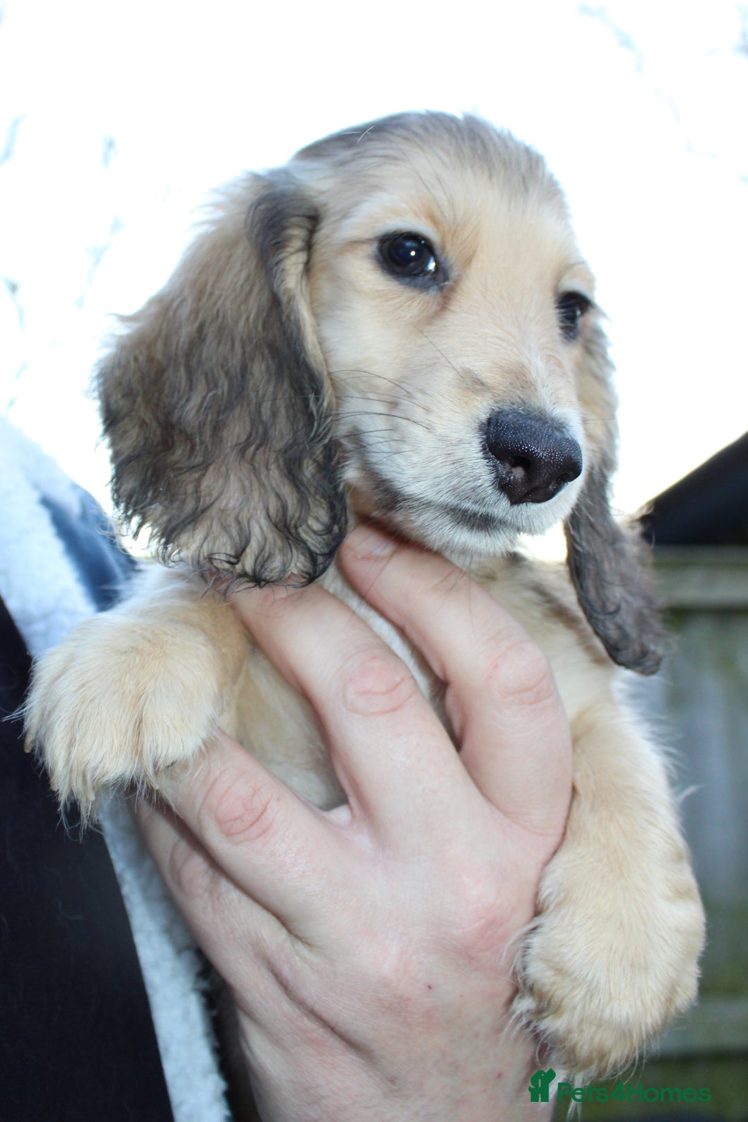 Miniature Dachshund dogs for sale: Long Hair cream  - Advert 5