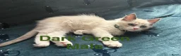 Ragdoll cats for sale: 5 Ragdoll Kittens For Sale - Advert 6