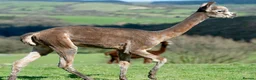 Alpaca livestock for sale: Beautiful group of coloured female alpaca and cria - Advert 15