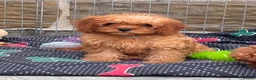 Cavapoo dogs for sale: 🐾 READY fully health tested F1 Cavapoo Girls 🐾 - Advert 12