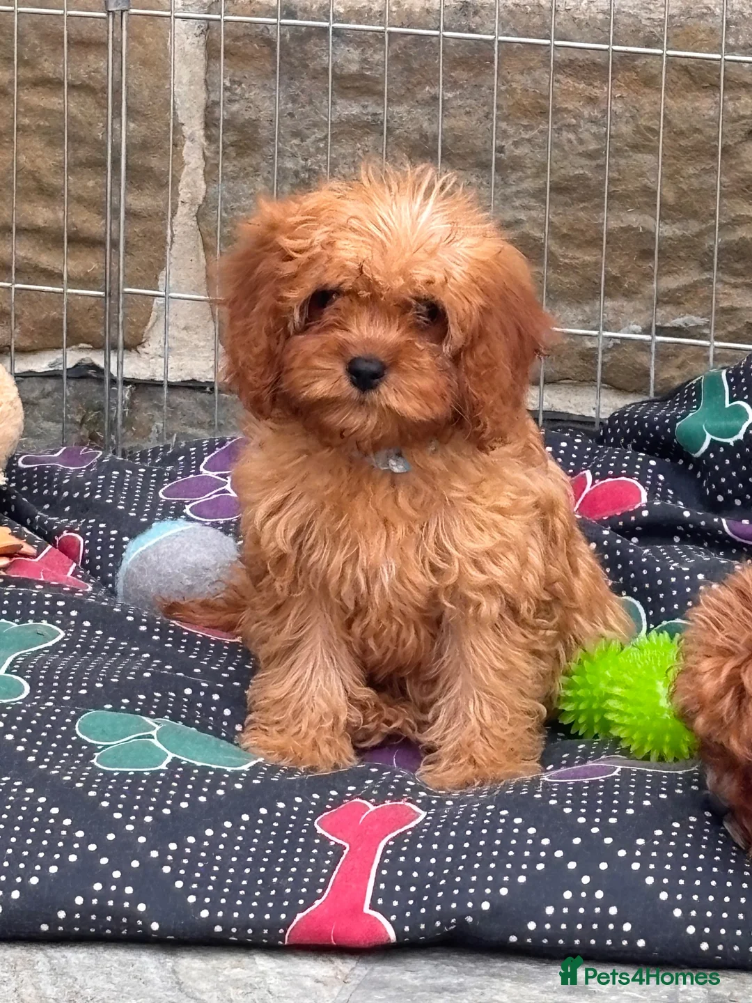 Cavapoo dogs for sale: 🐾 READY fully health tested F1 Cavapoo Girls 🐾 - Advert 12