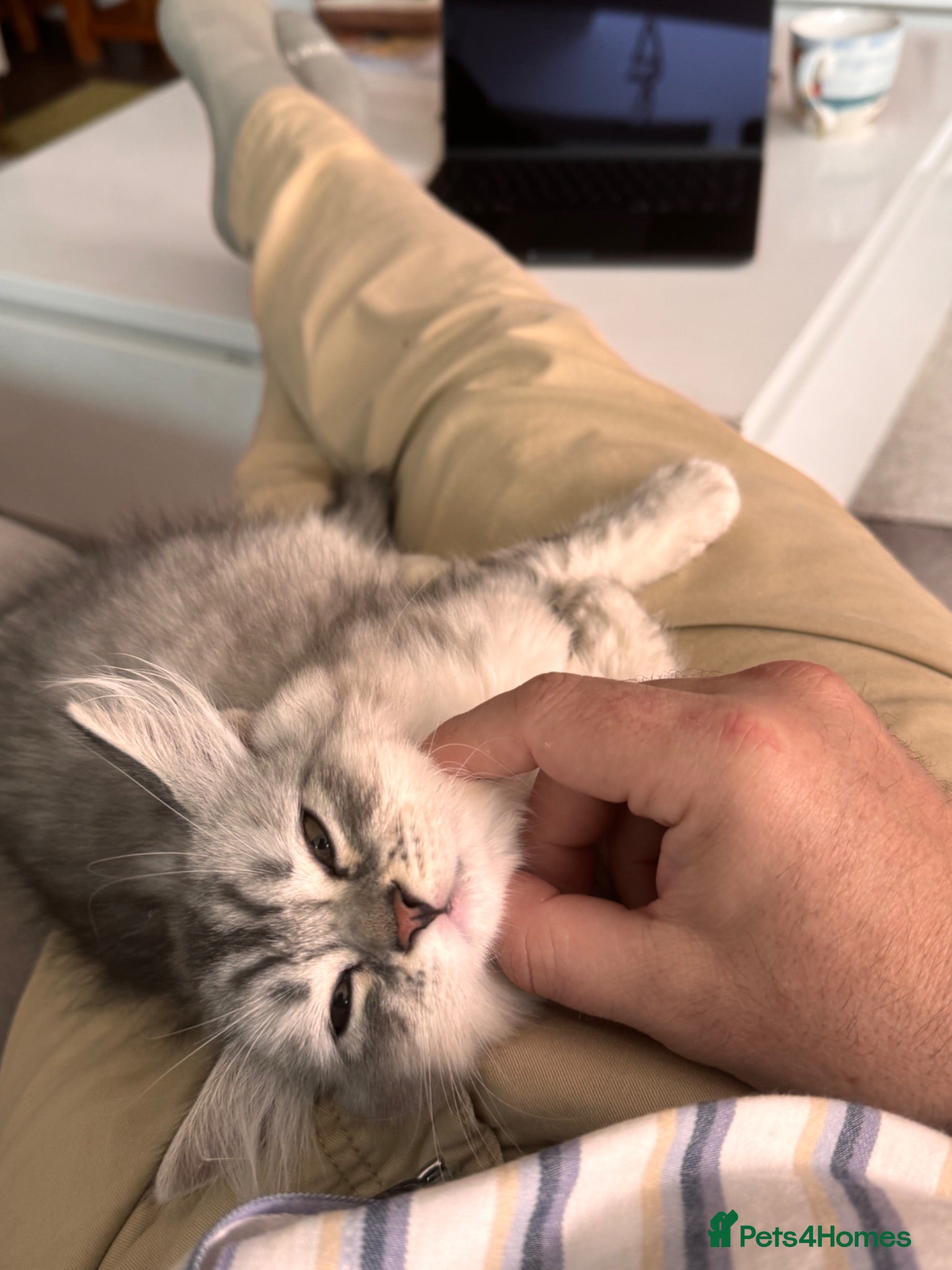Mixed Breed cats Only 2 Left | Rare Silver Smoke British x Persian - Advert 2