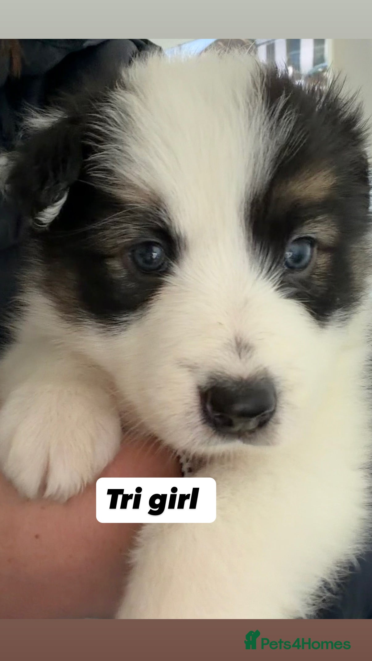 Border Collie dogs Litter of collie pups - Advert 1