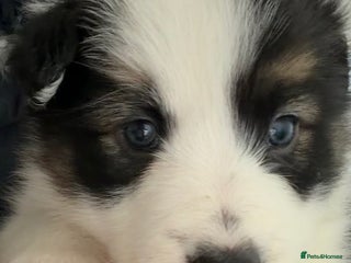 Border Collie dogs Litter of collie pups - Advert 6