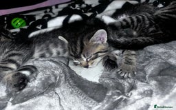 Mixed Breed cats for sale: 5 beautiful tabby kittens - Image 10