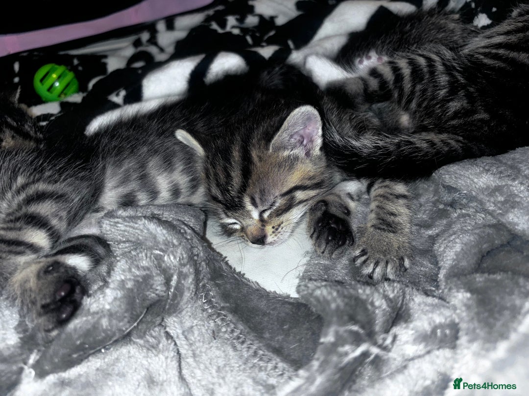 Mixed Breed cats for sale: 5 beautiful tabby kittens - Image 10