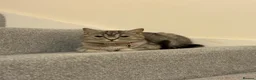 British Shorthair cats for sale: British Shorthair  - Advert 2