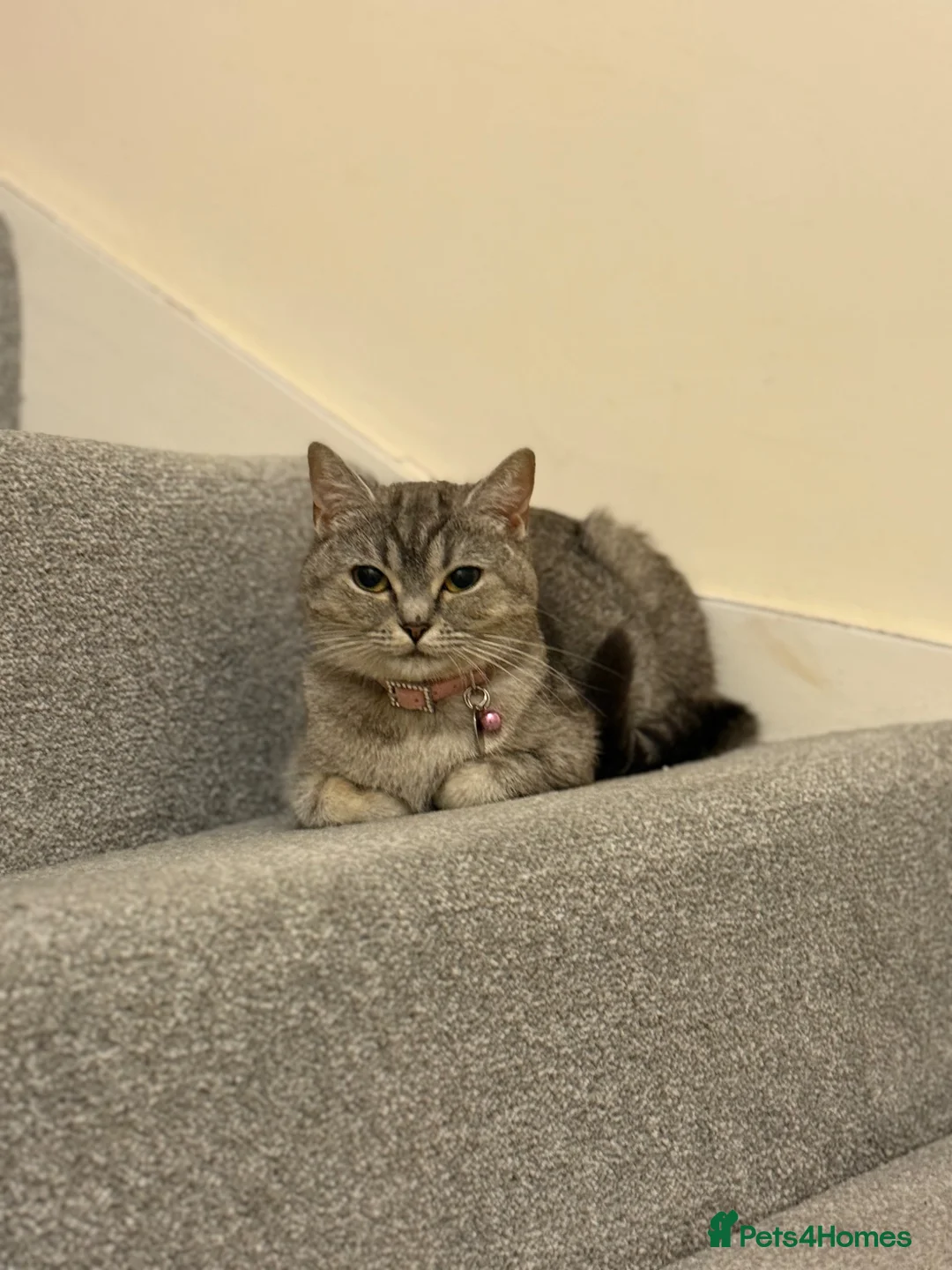 British Shorthair cats for sale: British Shorthair  - Advert 2