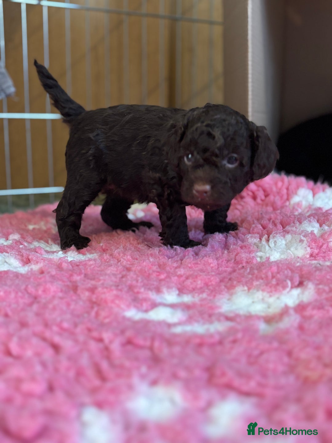 Cockapoo dogs for sale: Female cockapoo puppy brown and tan - Advert 6