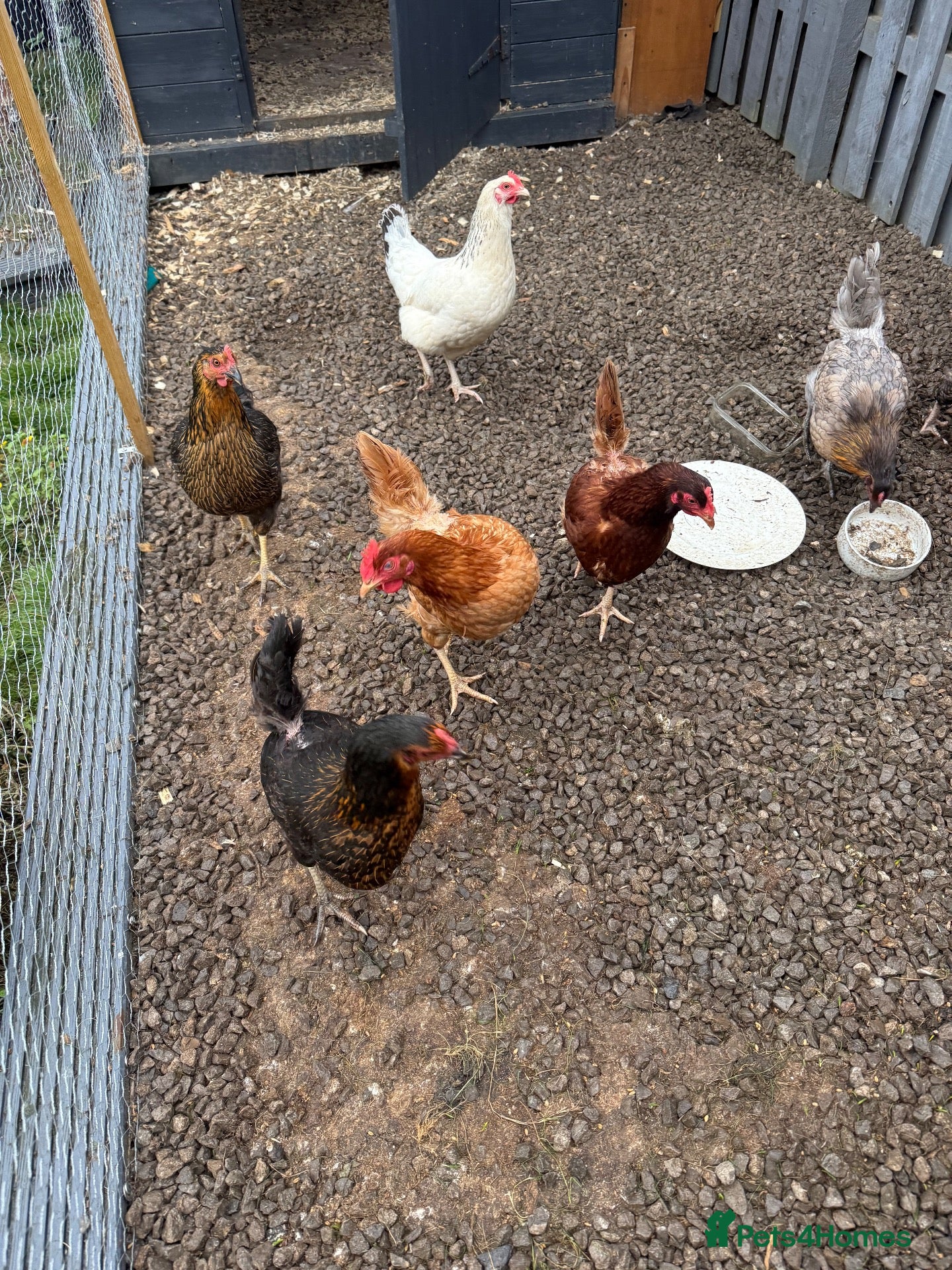 Chickens poultry Laying hen - Advert 1