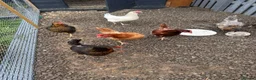 Chickens poultry for sale: Laying hen - Advert 1
