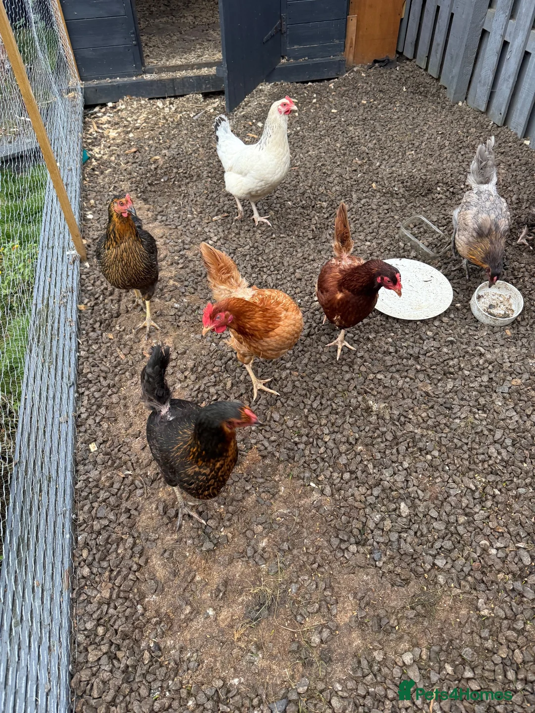 Chickens poultry for sale: Laying hen - Advert 1