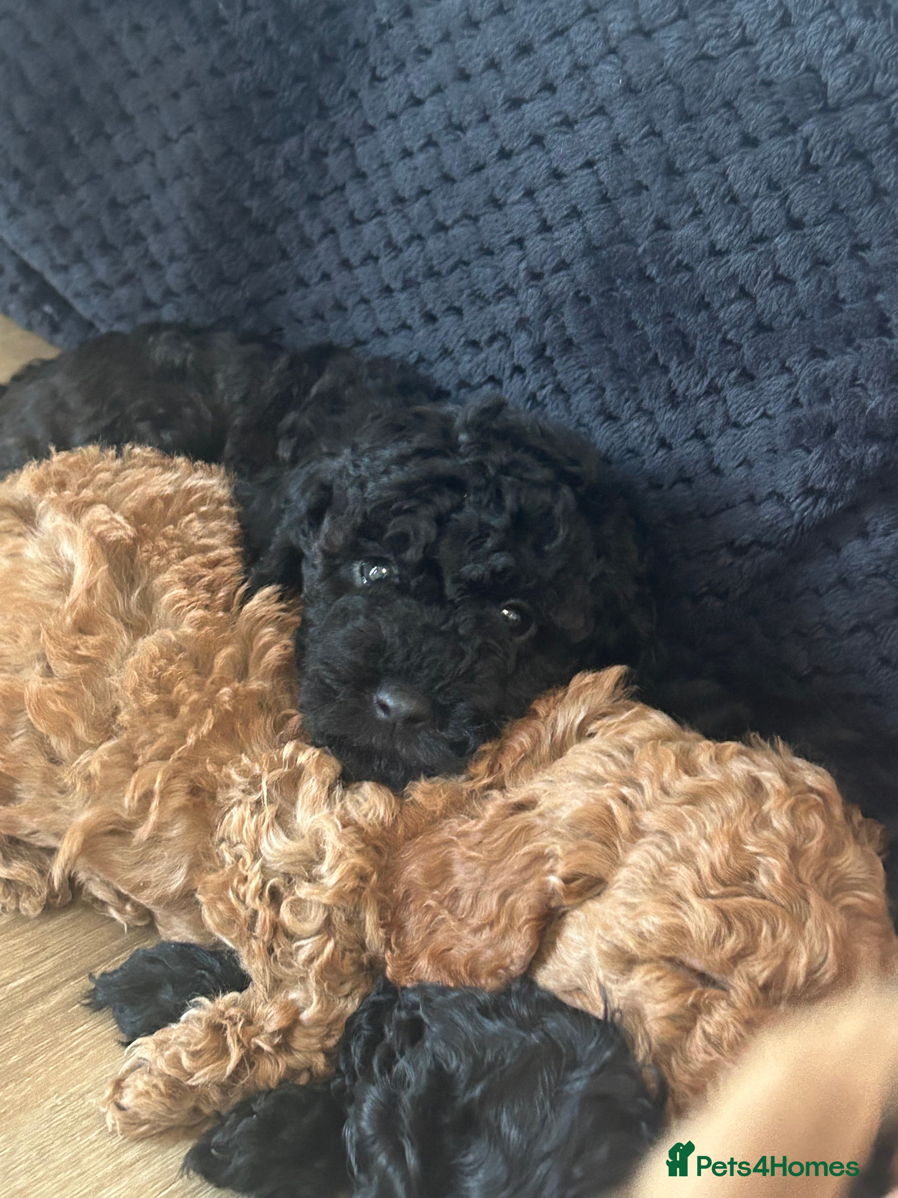 Cavapoochon dogs Mini F1b CAVAPOOCHON Puppies FORSALE  - Advert 2