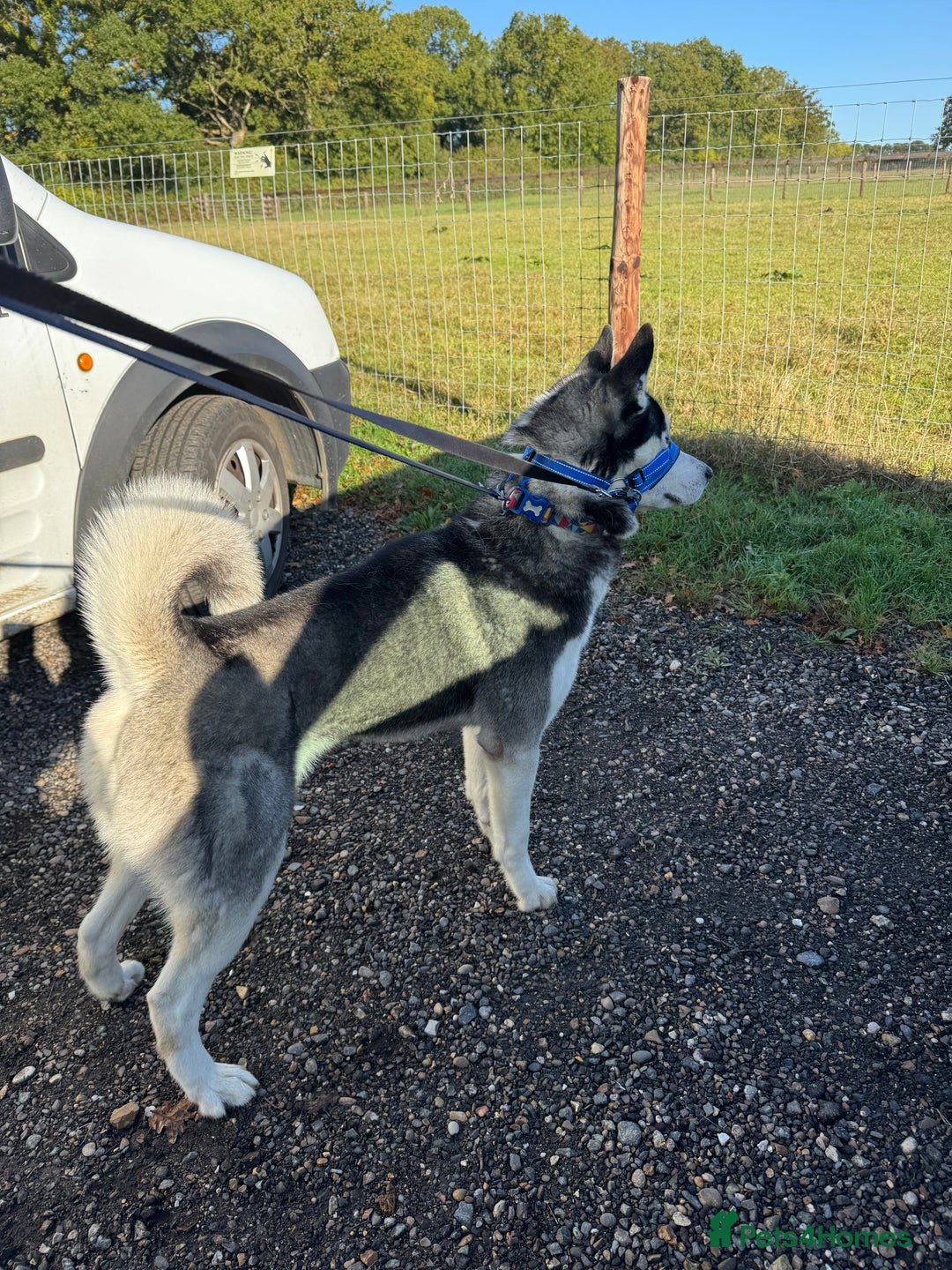 Siberian Husky dogs for sale: Siberian husky male  - Image 5