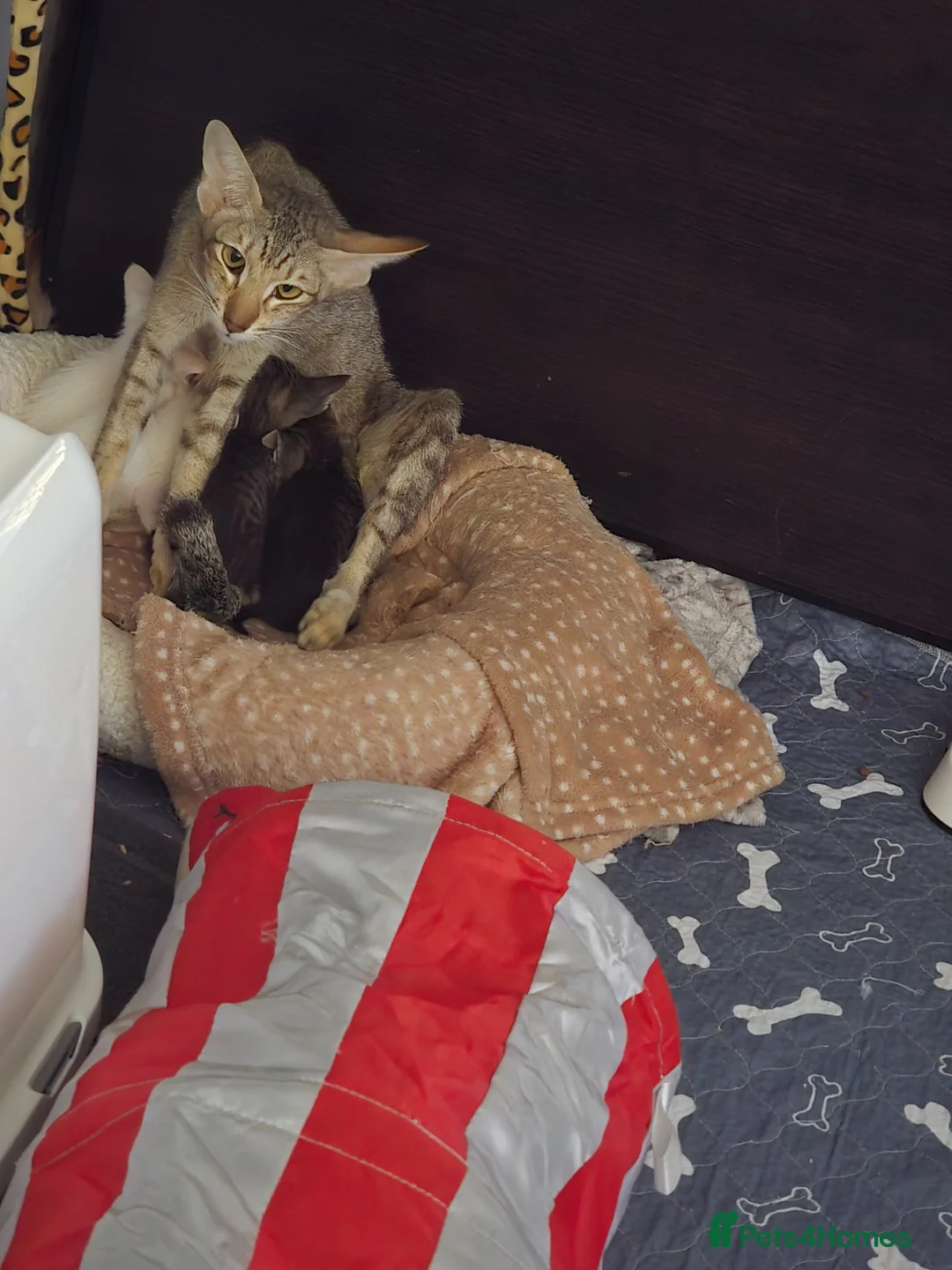 Oriental cats for sale: Beautiful Orientals. - Advert 2