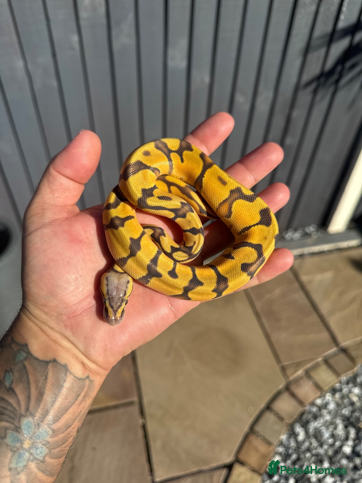 Python Snake reptiles Clown, hypo, hets, various morphs available  - Advert 1