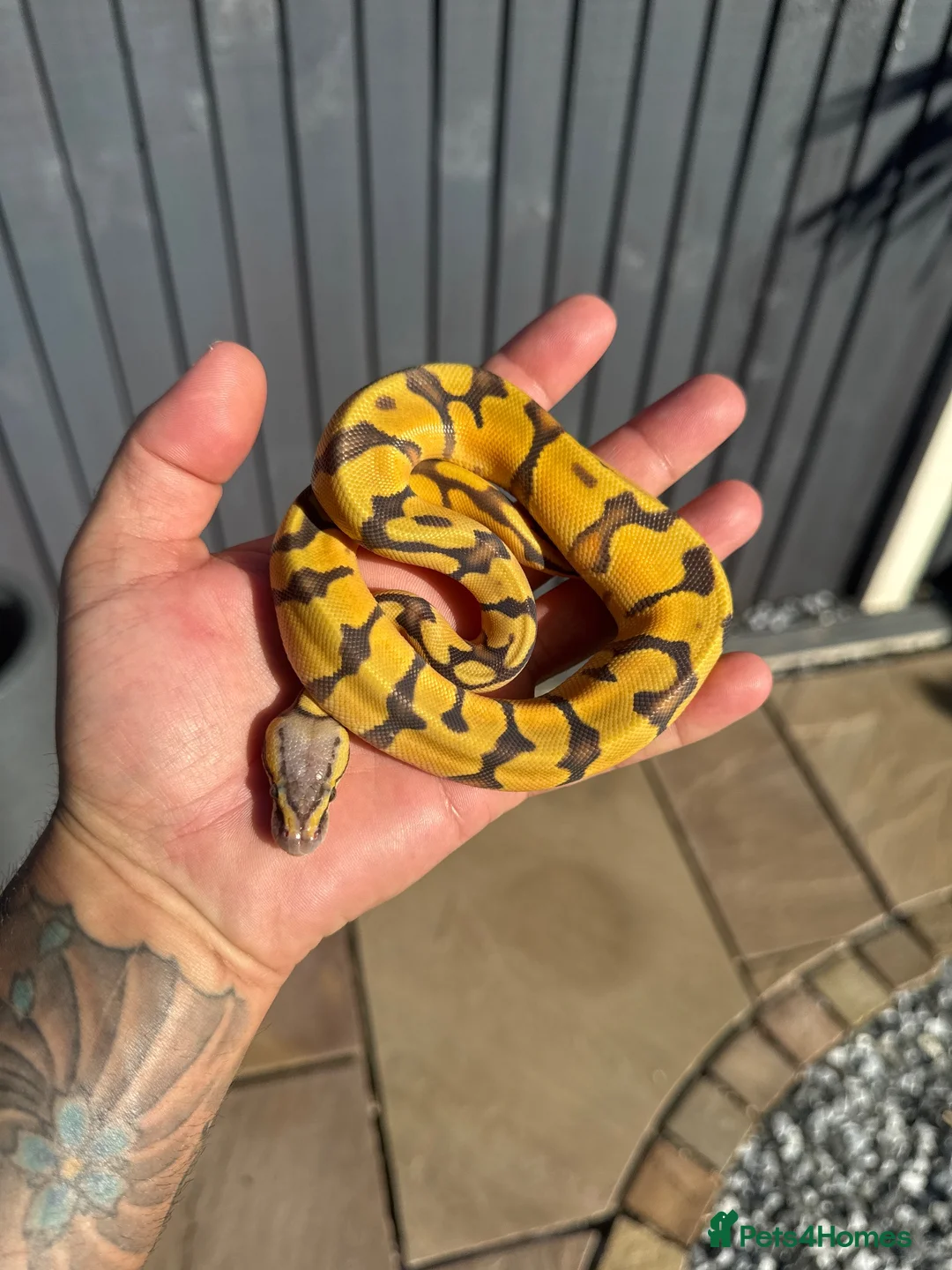 Python Snake reptiles for sale: Clown, hypo, hets, various morphs available  - Advert 1