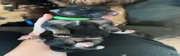 German Shepherd dogs for sale: German Shepherd Puppies in Selby - Advert 8