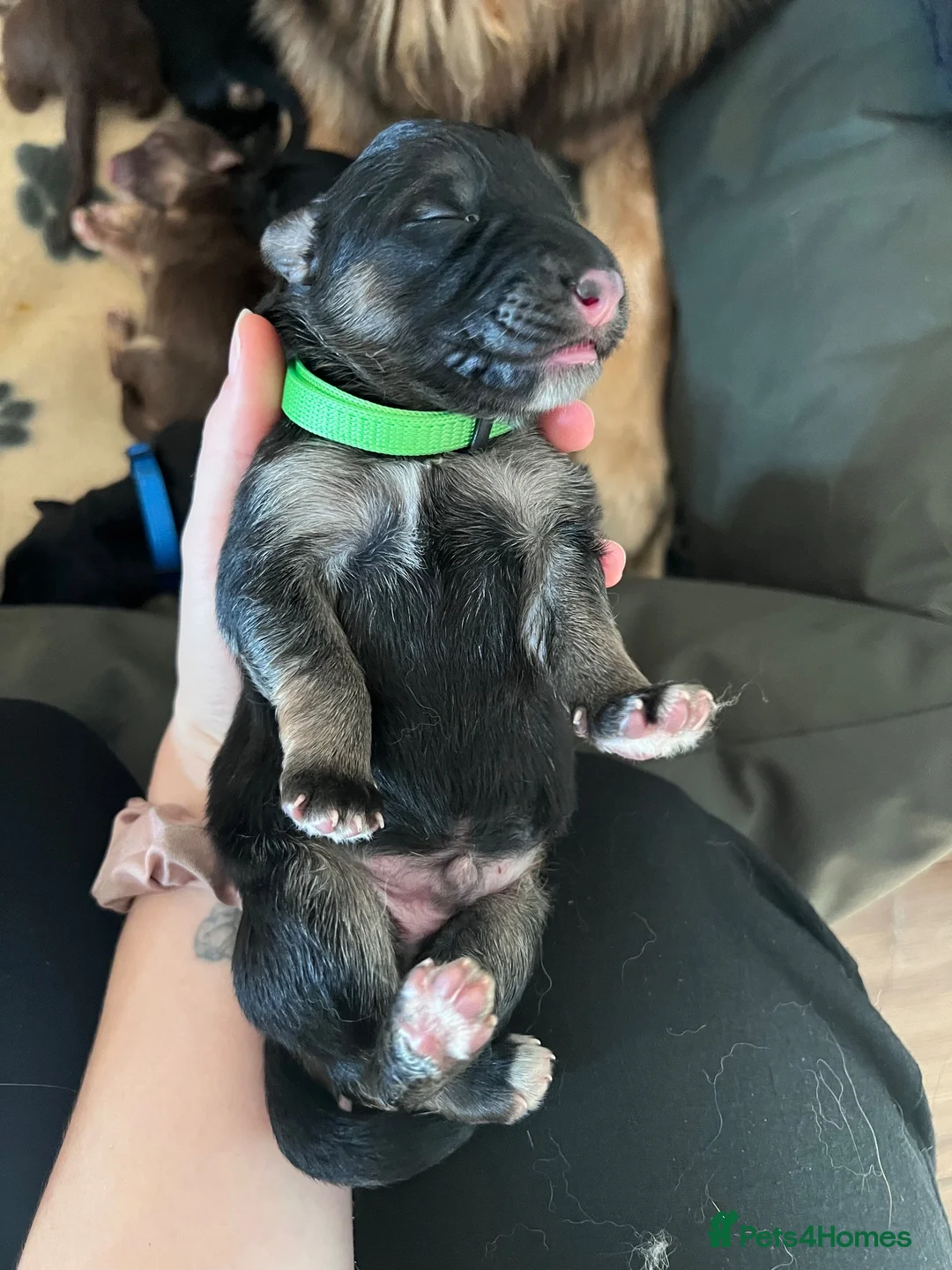 German Shepherd dogs for sale: German Shepherd Puppies in Selby - Advert 8