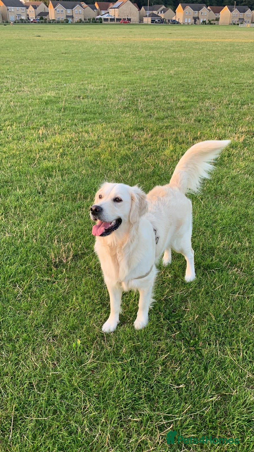 Golden Retriever dogs for sale: 2 year old golden retriever female  - Advert 2