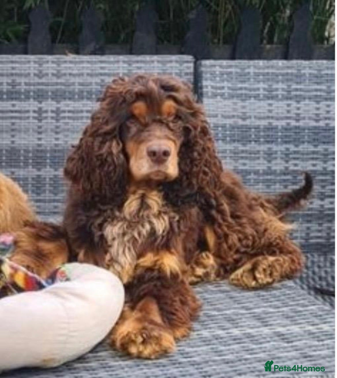 Cocker Spaniel dogs Health tested kennel club reg choc & tan puppies - Advert 2