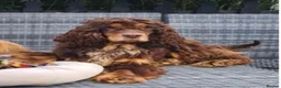 Cocker Spaniel dogs for sale: Health tested kennel club reg choc & tan puppies - Advert 2