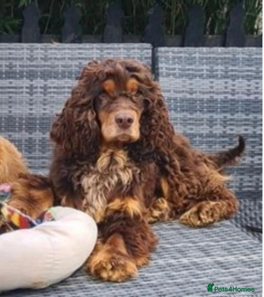 Cocker Spaniel dogs for sale: Health tested kennel club reg choc & tan puppies - Advert 2