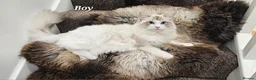 Ragdoll cats for sale: BOY ACTIVE GCCF  - Advert 9