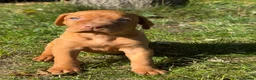 Hungarian Vizsla dogs for sale: TRUE HUNGARIAN VIZSLA PUPPIES  - Advert 14