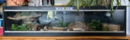 Corn Snake reptiles for sale: 5yo corn with vivarium - PRICE NEGOTIABLE - Advert 2