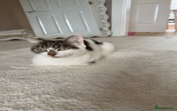 Scottish Fold cats for sale: Mixed scottish fold girl  - Advert 3