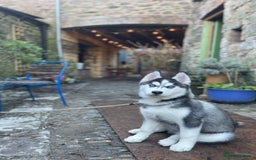 Siberian Husky dogs for sale: Meet Maximus 10 moth old Siberian Husky  - Image 2