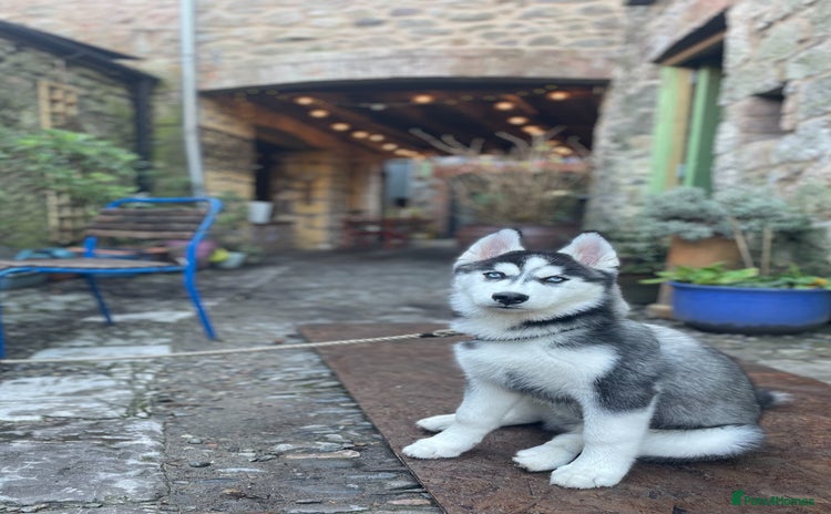 Siberian Husky dogs - Advert 11