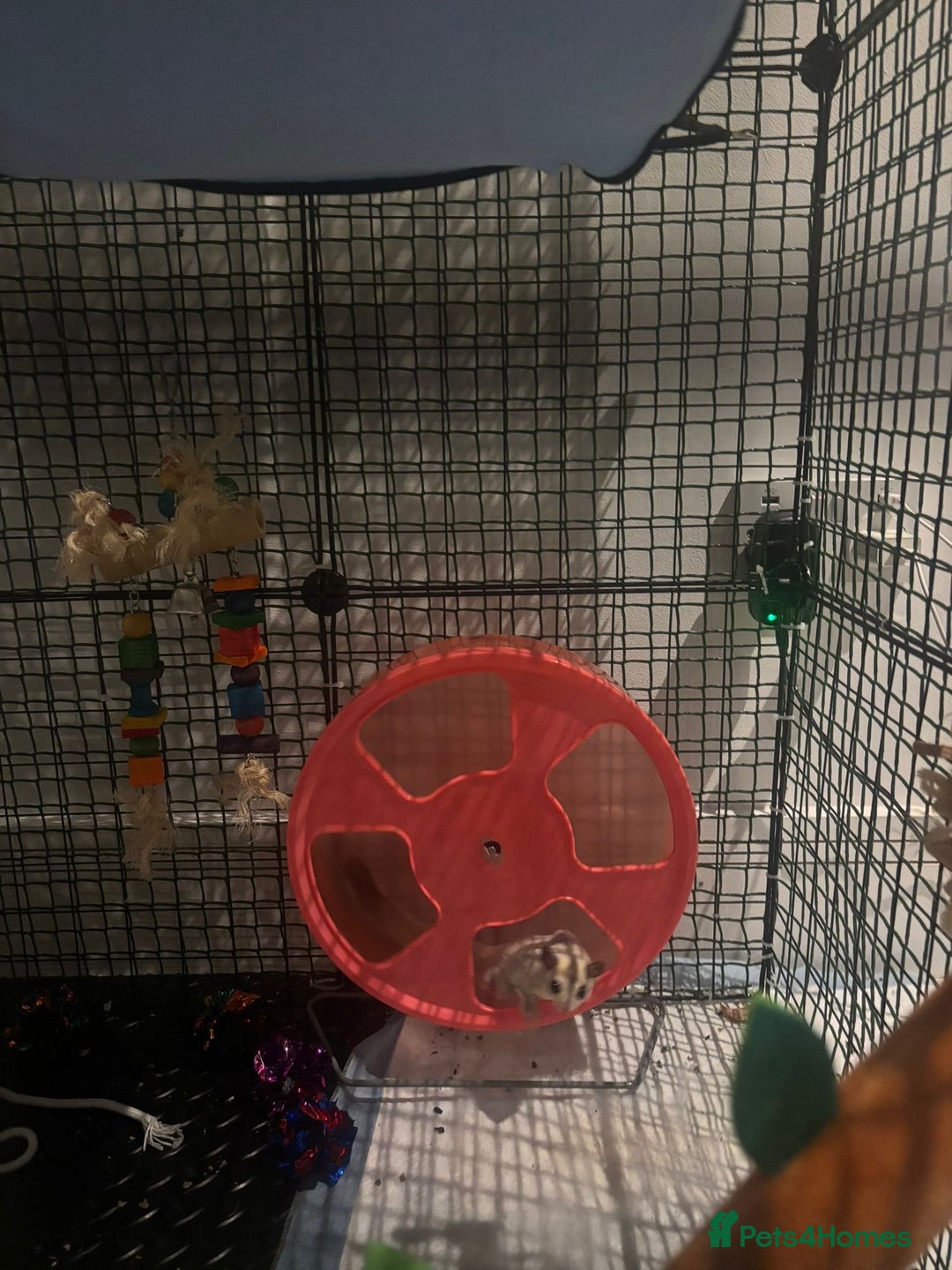 Sugar Glider rodents for sale: Breeding pair sugar gliders  - Advert 2