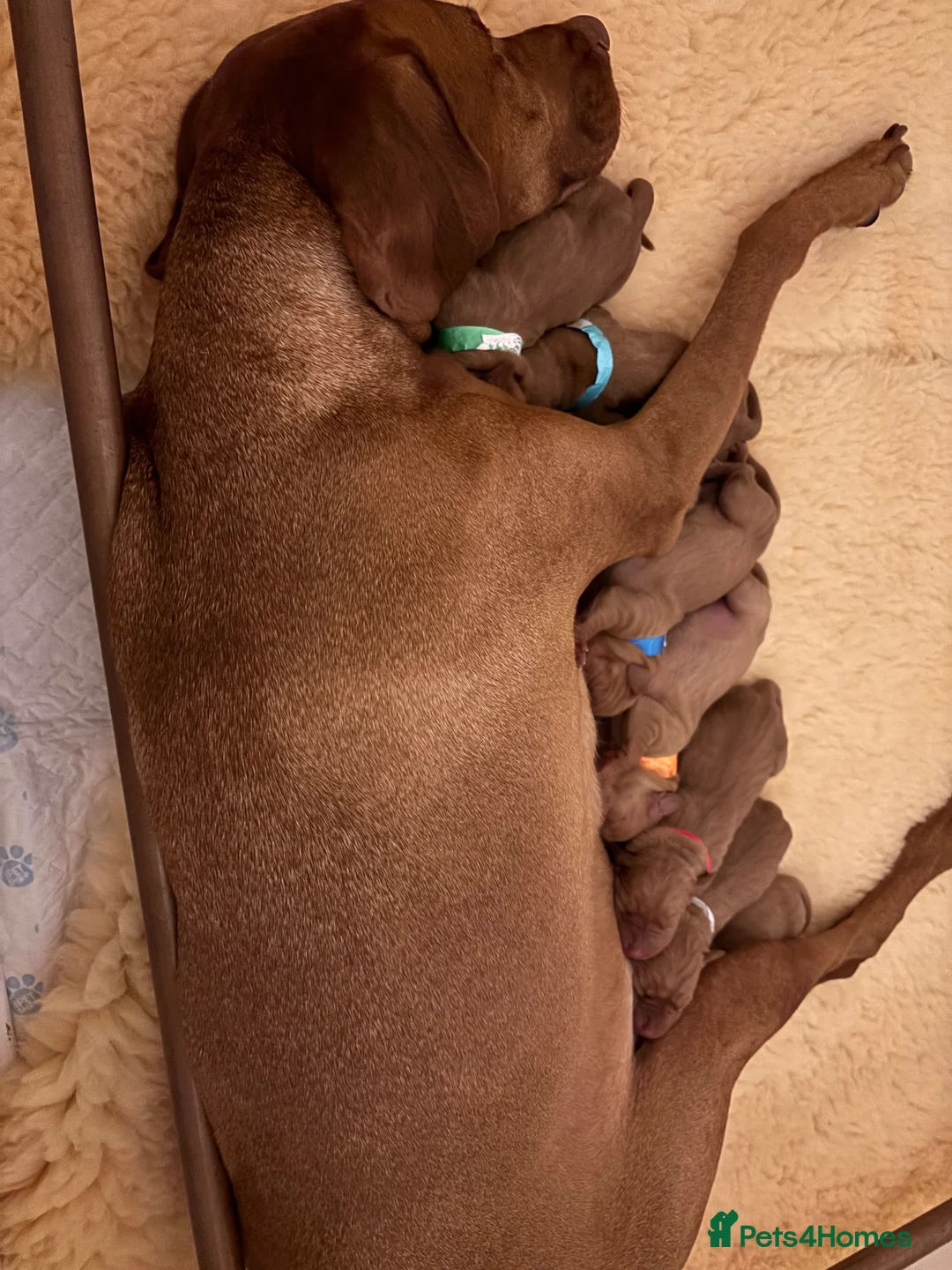Hungarian Vizsla dogs for sale: Alba’s second litter  in Cullompton - Advert 2