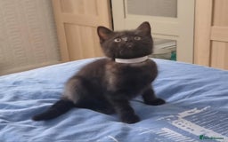 Mixed Breed cats for sale: Beautiful Mixed British Shorthair Kittens - Image 6
